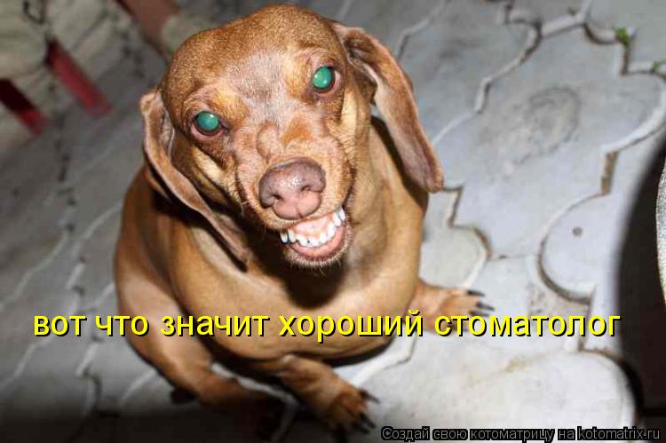 вот что значит хороший стоматолог... Котоматрица: вот что значит хороший стоматолог