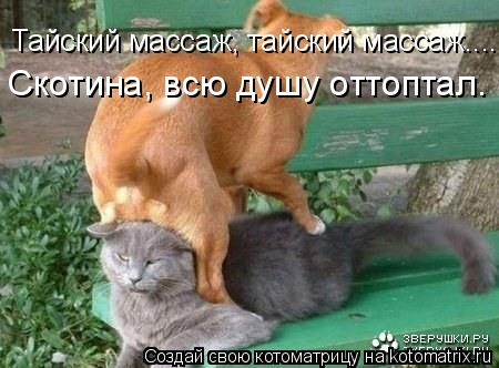 Котоматрица: Скотина, всю душу оттоптал. Тайский массаж, тайский массаж....