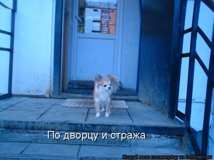 По дворцу и стража... Котоматрица: По дворцу и стража