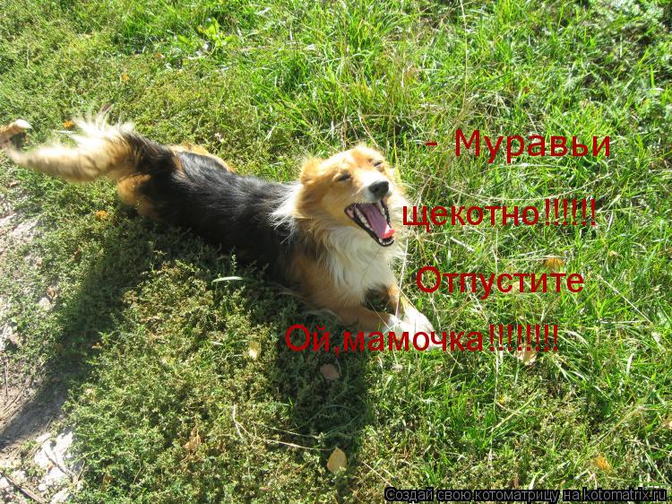 - Муравьи щекотно!!!!!! Отпустите Ой,мамочка!!!!!!!!... Котоматрица: - Муравьи щекотно!!!!!! Отпустите Ой,мамочка!!!!!!!!