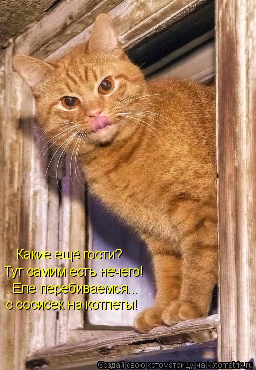 Какие ещё гости? Тут самим есть нечего! с сосисек на котлеты! Еле перебиваемся...... Котоматрица: Какие ещё гости? Тут самим есть нечего! с сосисек на котлеты! Еле перебиваемся...