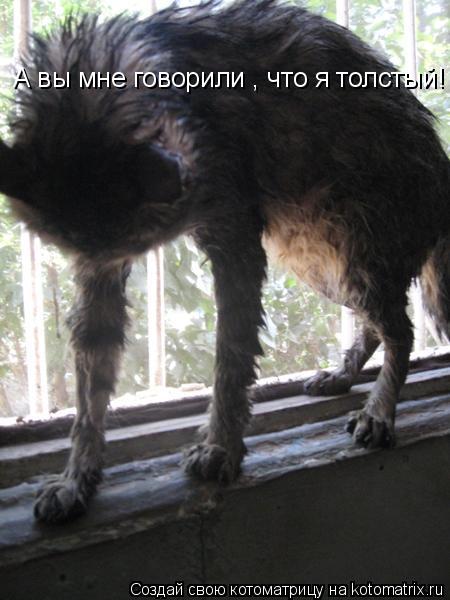 А вы мне говорили , что я толстый!... Котоматрица: А вы мне говорили , что я толстый!
