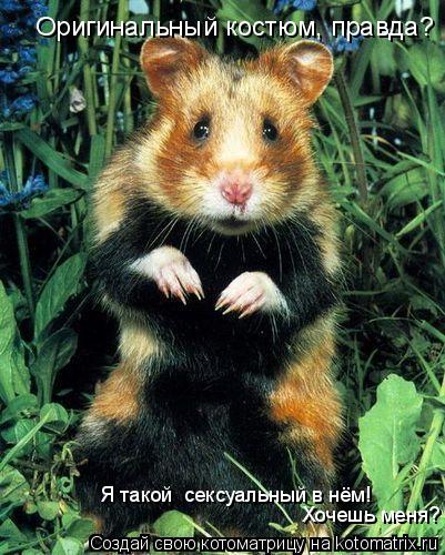 Оригинальный костюм, правда? Я такой сексуальный в нём! Хочешь меня?... Котоматрица: Оригинальный костюм, правда? Я такой сексуальный в нём! Хочешь меня?