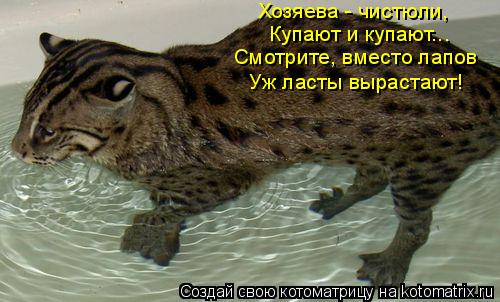 Хозяева - чистюли, Купают и купают... Смотрите, вместо лапов Уж ласты вырастают!... Котоматрица: Хозяева - чистюли, Купают и купают... Смотрите, вместо лапов Уж ласты вырастают!