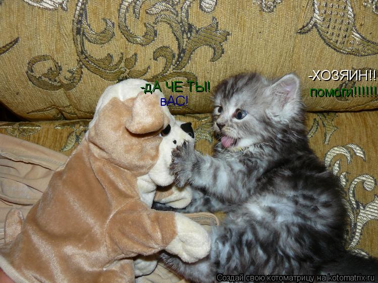 -ХОЗЯИН!!!!!! помоги!!!!!! -дА ЧЕ ТЫ! вАС!... Котоматрица: -ХОЗЯИН!!!!!! помоги!!!!!! -дА ЧЕ ТЫ! вАС!