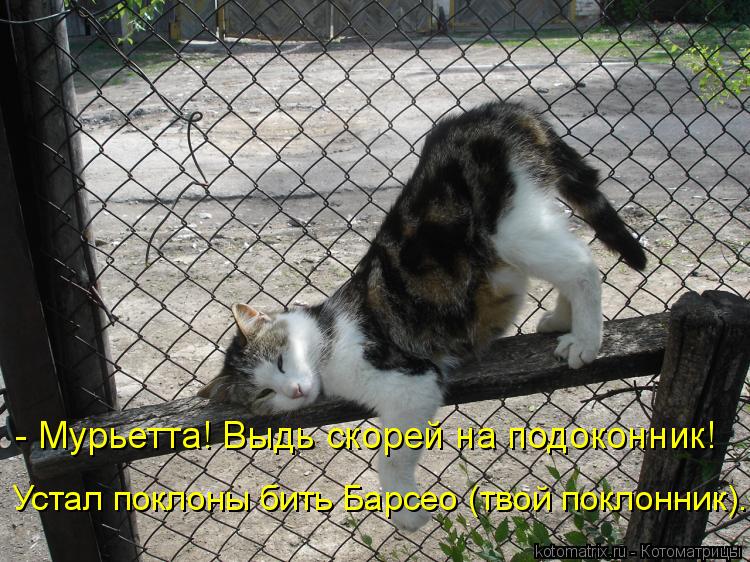- Мурьетта! Выдь скорей на подоконник! Устал поклоны бить Барсео (твой поклонник).... Котоматрица: - Мурьетта! Выдь скорей на подоконник! Устал поклоны бить Барсео (твой поклонник).