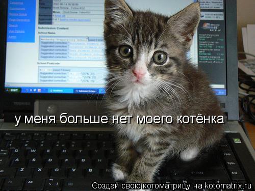 у меня больше нет моего котёнка... Котоматрица: у меня больше нет моего котёнка
