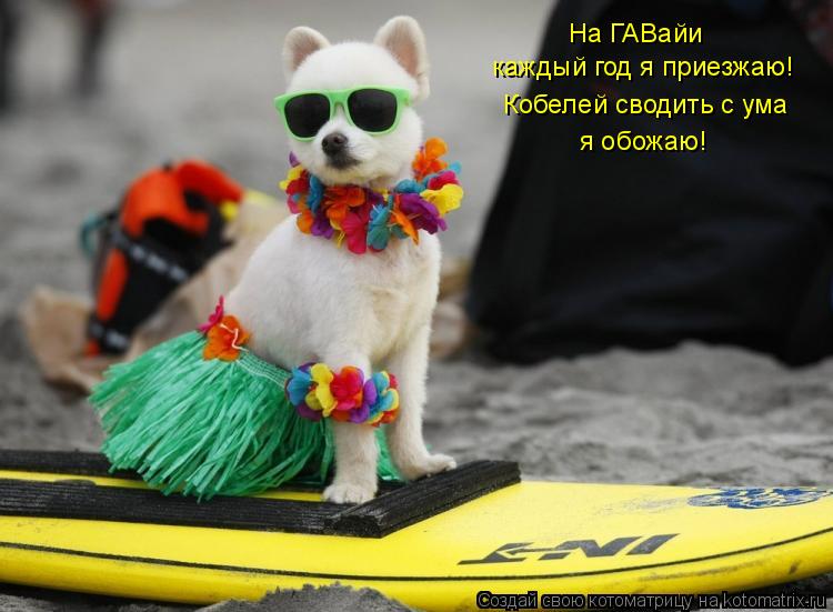Котоматрица: На ГАВайи каждый год я приезжаю! Кобелей сводить с ума я обожаю!