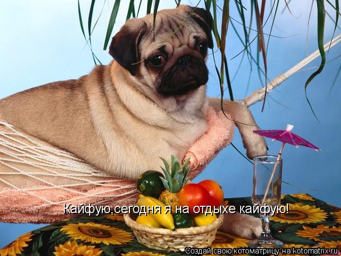 Кайфую,сегодня я на отдыхе кайфую!... Котоматрица: Кайфую,сегодня я на отдыхе кайфую!