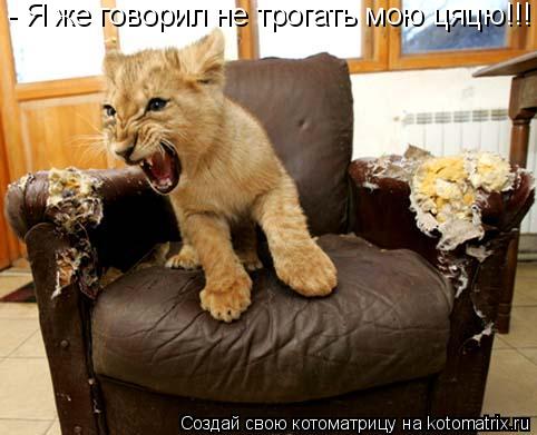 - Я же говорил не трогать мою цяцю!!!... Котоматрица: - Я же говорил не трогать мою цяцю!!!