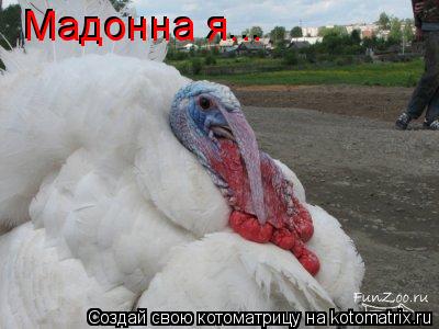 Мадонна я... Мадонна я...... Котоматрица: Мадонна я... Мадонна я...