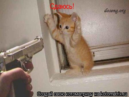Сдаюсь!... Котоматрица: Сдаюсь!