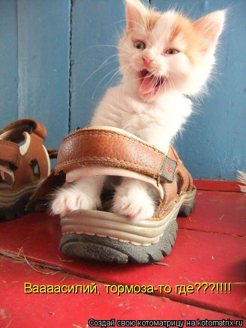 Ваааасилий, тормоза-то где???!!!!... Котоматрица: Ваааасилий, тормоза-то где???!!!!