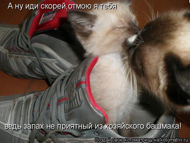 А ну иди скорей,отмою я тебя ведь запах не приятный из хозяйского башмака! ведь запах не приятный из ... Котоматрица: А ну иди скорей,отмою я тебя ведь запах не приятный из хозяйского башмака! ведь запах не приятный из хозяйского башмака!