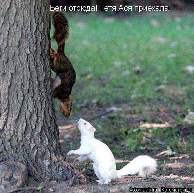 Беги отсюда! Тетя Ася приехала!... Котоматрица: Беги отсюда! Тетя Ася приехала!