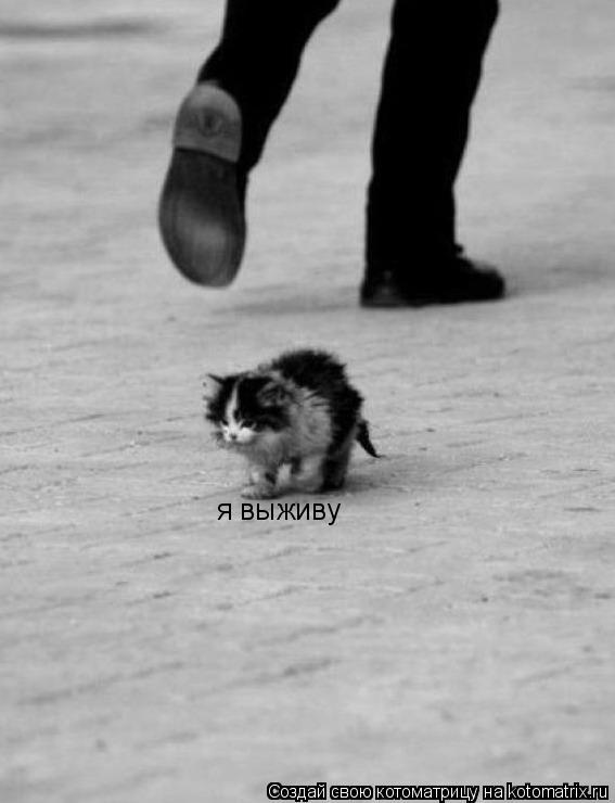 я выживу... Котоматрица: я выживу