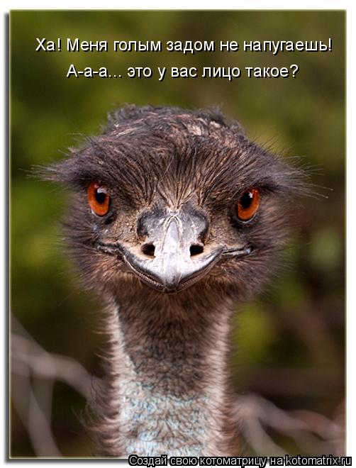 Ха! Меня голым задом не напугаешь! А-а-а... это у вас лицо такое?... Котоматрица: Ха! Меня голым задом не напугаешь! А-а-а... это у вас лицо такое?