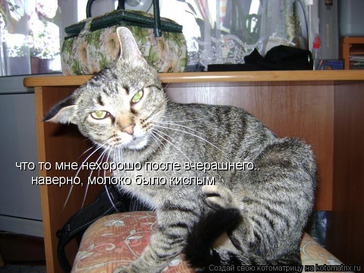 что то мне нехорошо после вчерашнего.. наверно, молоко было кислым... Котоматрица: что то мне нехорошо после вчерашнего.. наверно, молоко было кислым
