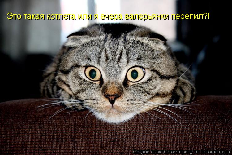 Это такая котлета или я вчера валерьянки перепил?!... Котоматрица: Это такая котлета или я вчера валерьянки перепил?!