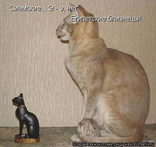 Сиамские... Э - э, нет... Египетские близнецы!... Котоматрица: Сиамские... Э - э, нет... Египетские близнецы!