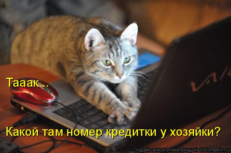 Тааак... Какой там номер кредитки у хозяйки?... Котоматрица: Тааак... Какой там номер кредитки у хозяйки?