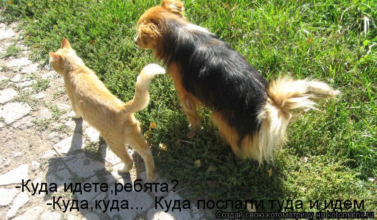 -Куда идете,ребята? -Куда,куда... Куда послали туда и идем... Котоматрица: -Куда идете,ребята? -Куда,куда... Куда послали туда и идем