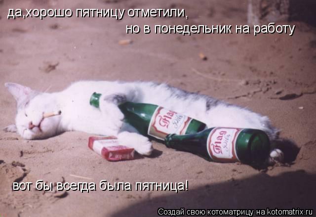 да,хорошо пятницу отметили , но в понедельник на работу вот бы всегда была пятница!... Котоматрица: да,хорошо пятницу отметили , но в понедельник на работу вот бы всегда была пятница!
