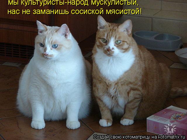 мы культуристы-народ мускулистый, нас не заманишь сосиской мясистой!... Котоматрица: мы культуристы-народ мускулистый, нас не заманишь сосиской мясистой!