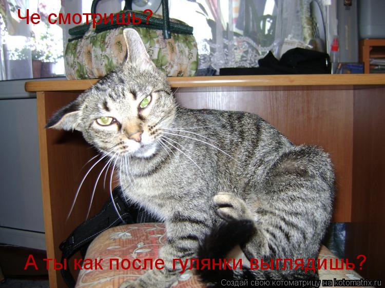 Котоматрица: Че смотришь? А ты как после гулянки выглядишь?