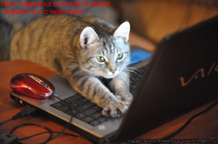 Котоматрица: моя подружка вконтакте висит... повисю и я с ней тоже...