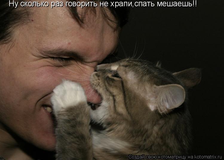 Котоматрица: Ну сколько раз говорить не храпи,спать мешаешь!!