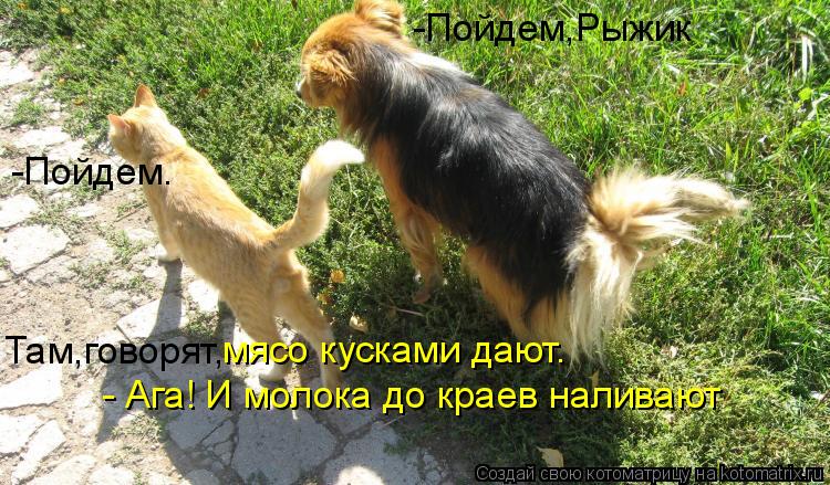 Котоматрица: -Пойдем,Рыжик -Пойдем. Там,говорят, мясо кусками дают. - Ага! И молока до краев наливают
