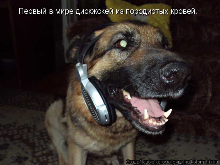 Первый в мире дискжокей из породистых кровей.... Котоматрица: Первый в мире дискжокей из породистых кровей.