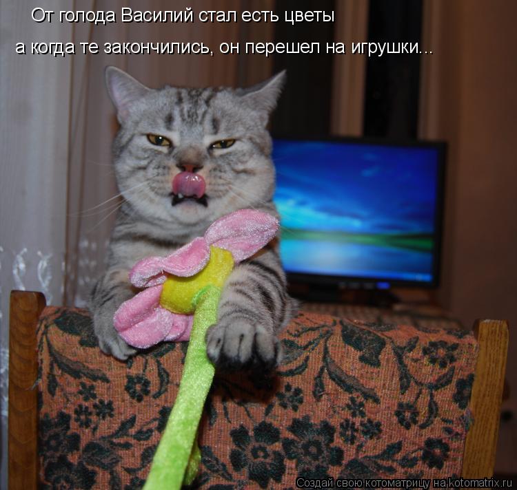 От голода Василий стал есть цветы а когда те закончились, он перешел на игрушки...... Котоматрица: От голода Василий стал есть цветы а когда те закончились, он перешел на игрушки...