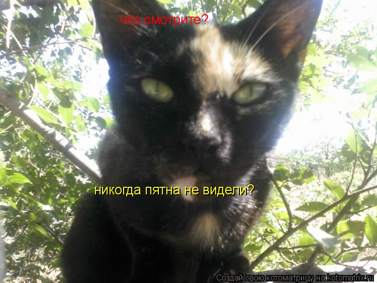 Котоматрица: что смотрите? никогда пятна не видели?