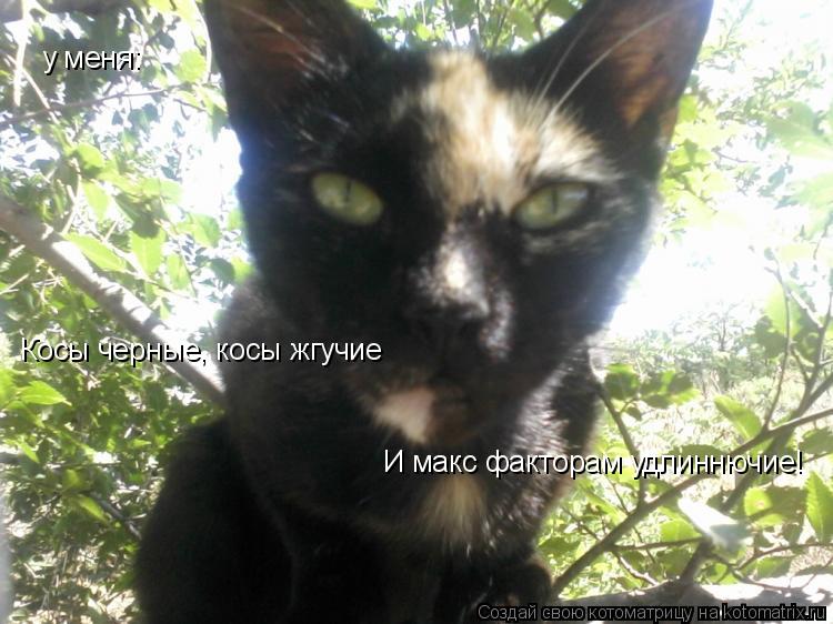 Котоматрица: у меня: Косы черные, косы жгучие И макс факторам удлиннючие!