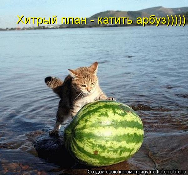 Котоматрица: Хитрый план - катить арбуз)))))