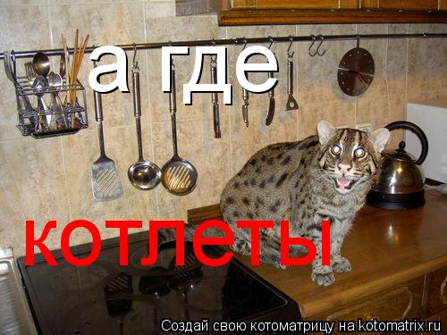 Котоматрица: а где котлеты