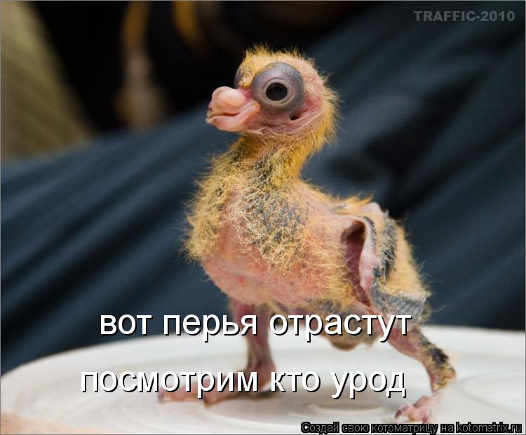 Котоматрица: вот перья отрастут посмотрим кто урод