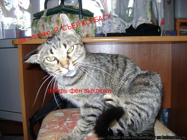 Котоматрица: да, сознаю, Я  СЪЕЛ КОЛБАСУ теперь фен выключи