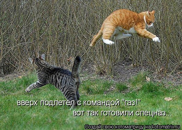 Котоматрица: вверх подлетел с командой "газ!" вот так готовили спецназ...