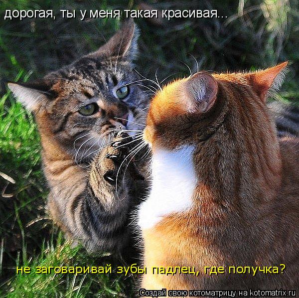 Котоматрица: дорогая, ты у меня такая красивая... не заговаривай зубы падлец, где получка?