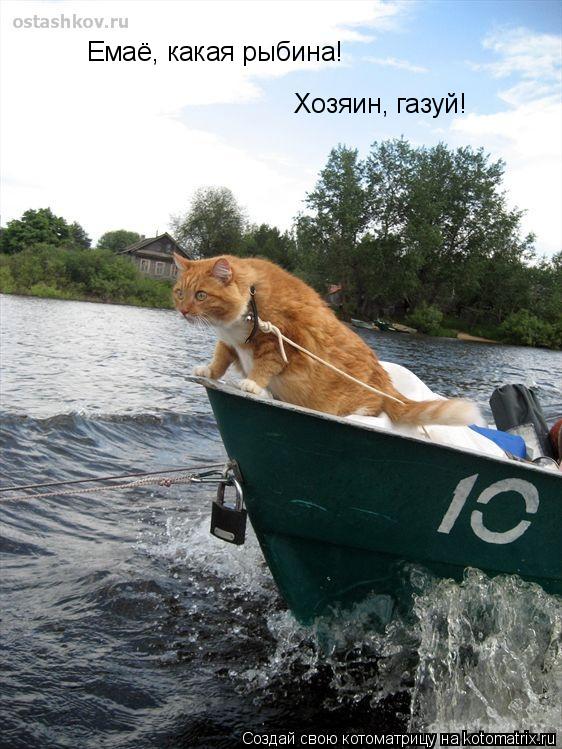 Котоматрица: Емаё, какая рыбина! Хозяин, газуй!