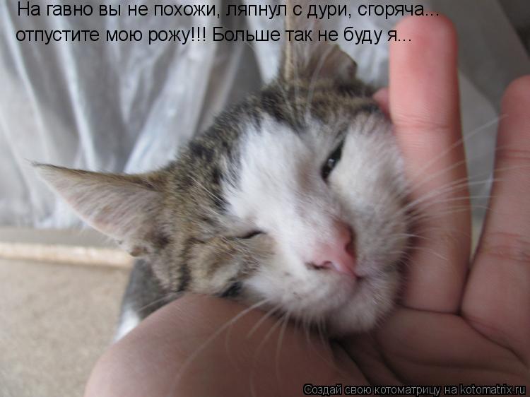 Котоматрица: На гавно вы не похожи, ляпнул с дури, сгоряча... отпустите мою рожу!!! Больше так не буду я...