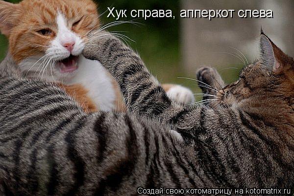 Котоматрица: Хук справа, апперкот слева