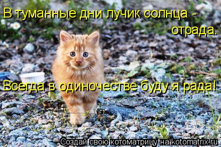 Котоматрица: В туманные дни лучик солнца - отрада. Всегда в одиночестве буду я рада!