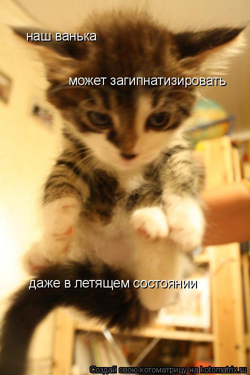 Котоматрица: наш ванька может загипнатизировать даже в летящем состоянии