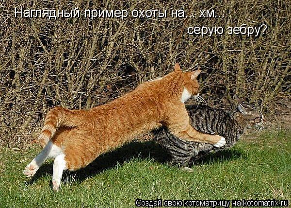 Котоматрица: Наглядный пример охоты на... хм...  серую зебру?