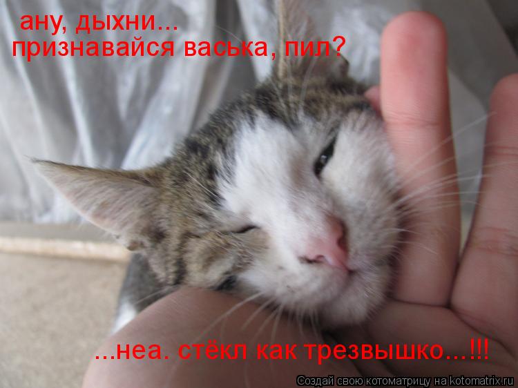 Котоматрица: ану, дыхни... признавайся васька, пил? ...неа. стёкл как трезвышко...!!!