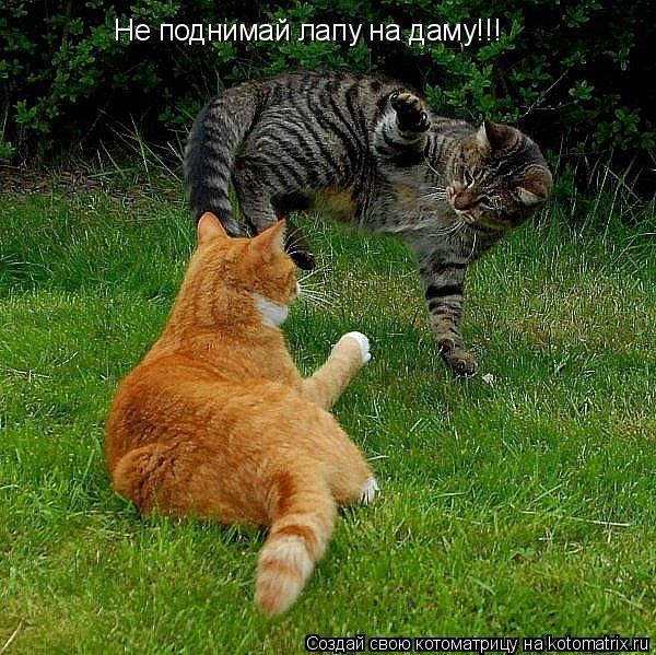 Котоматрица: Не поднимай лапу на даму!!!